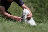 BICHON MALTAIS - BROSSAGE 013